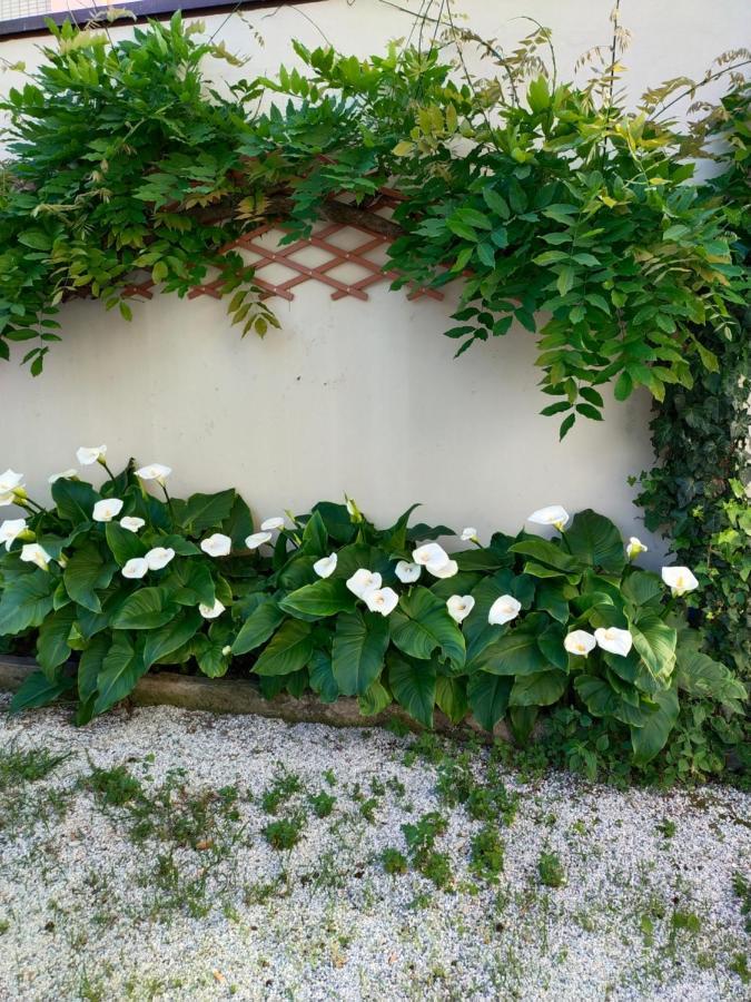 Hotel Goldene Rose Rimini Exterior foto