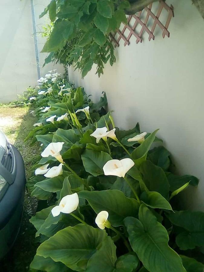 Hotel Goldene Rose Rimini Exterior foto
